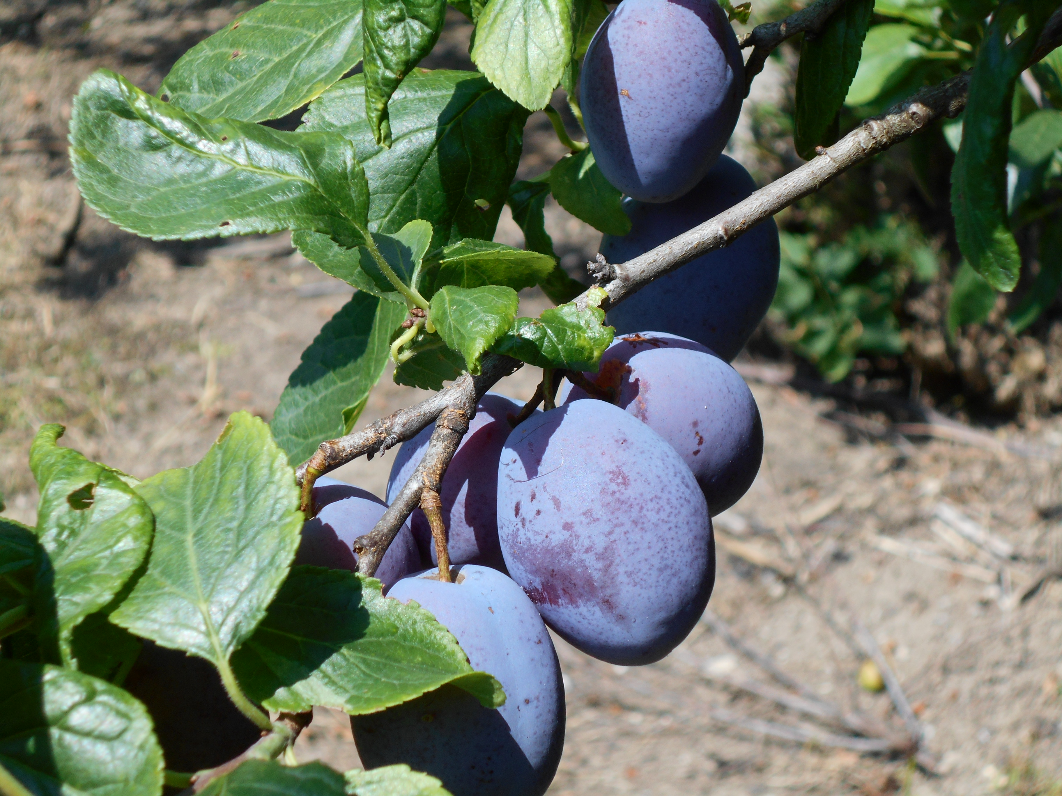 Zwetschken ©LK Vbg (3).JPG